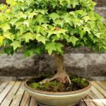 Come Fare Bonsai Cycas Scopri come fare bonsai cyca con istruzioni dettagliate e consigli pratici