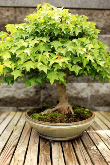 Come Fare Bonsai Cycas 1 Scopri come fare bonsai cyca con istruzioni dettagliate e consigli pratici