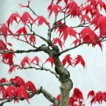 Dove comprare un bonsai a Firenze: scopri i migliori negozi specializzati in giardinaggio