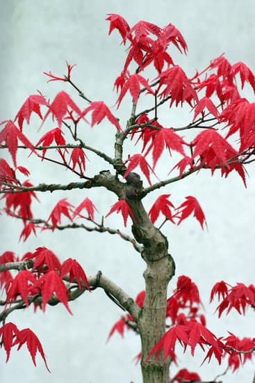 Dove Comprare Un Bonsai a Firenze 1 Dove comprare un bonsai a Firenze: scopri i migliori negozi specializzati in giardinaggio