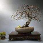 Come Organizzare Un Angolo Bonsai in Terrazzo Scopri come organizzare un angolo bonsai in terrazzo con semplici accorgimenti per un ambiente armonioso