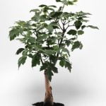 Come Fare Un Bonsai Ginepro Guida passo-passo su come fare un bonsai ginepro