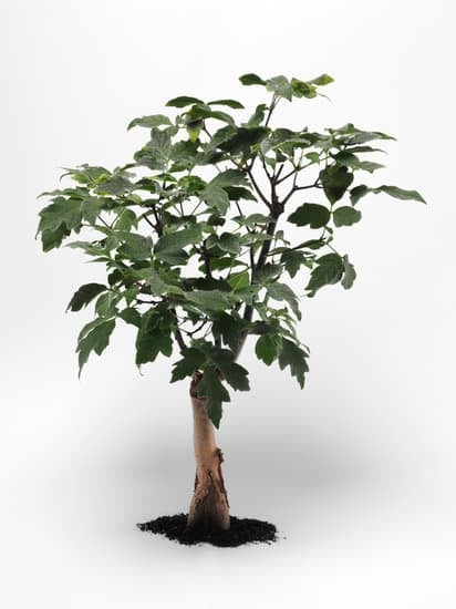 Come Fare Un Bonsai Ginepro 1 Guida passo-passo su come fare un bonsai ginepro
