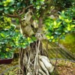 Quanta Acqua Ha Bisogno Un Bonsai Quanta acqua ha bisogno un bonsai Scopri i segreti dell'irrigazione per un bonsai sano e rigoglioso