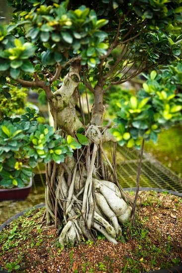 Quanta Acqua Ha Bisogno Un Bonsai 1 Quanta acqua ha bisogno un bonsai Scopri i segreti dell'irrigazione per un bonsai sano e rigoglioso