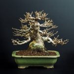 Come Curare I Bonsai in Inverno Proteggi i bonsai dal freddo e dalle gelate invernali per garantirne la loro salute