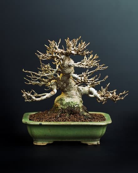 Come Curare I Bonsai in Inverno 1 Proteggi i bonsai dal freddo e dalle gelate invernali per garantirne la loro salute