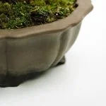 Dove Mettere Il Bonsai in Estate Dove mettere il bonsai in estate: scegli un luogo ombreggiato e protetto dal calore eccessivo