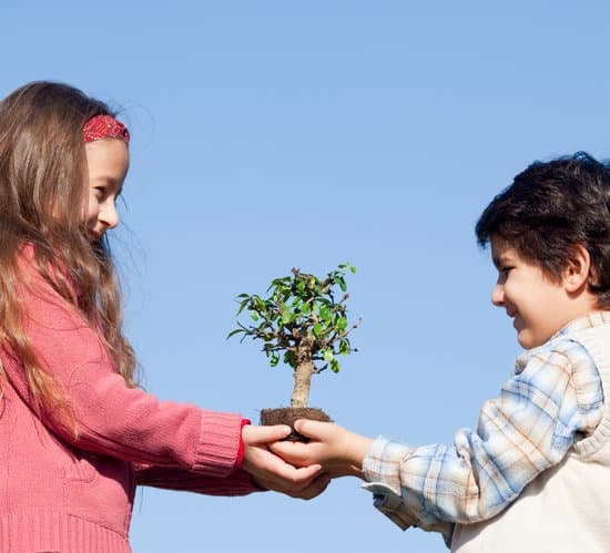 Quando Potare Il Bonsai Ficus Ginseng 1 Scopri quando potare il bonsai Ficus Ginseng per mantenerlo sano e armonioso