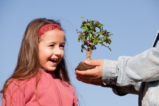 Quando Annaffiare Un Bonsai 1 Scopri quando innaffiare un bonsai per mantenerlo sano e rigoglioso