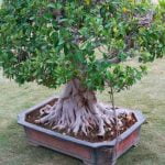 Come Va Annaffiato Il Bonsai Di Olivo Scopri come va annaffiato il bonsai di olivo per mantenerlo sano e rigoglioso