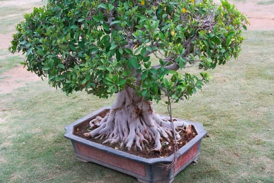 Come Va Annaffiato Il Bonsai Di Olivo 1 Scopri come va annaffiato il bonsai di olivo per mantenerlo sano e rigoglioso