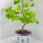 Come Fare Un Bonsai Con Peperoncino Scopri come fare un bonsai con peperoncino in poche mosse