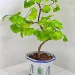 Scopri come fare un bonsai con peperoncino in poche mosse