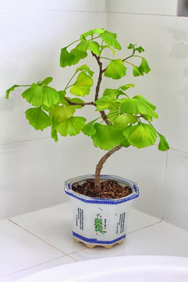 Come Fare Un Bonsai Con Peperoncino 1 Scopri come fare un bonsai con peperoncino in poche mosse