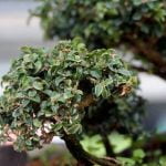 Scopri il significato di regalare bonsai: un gesto di crescita e cura