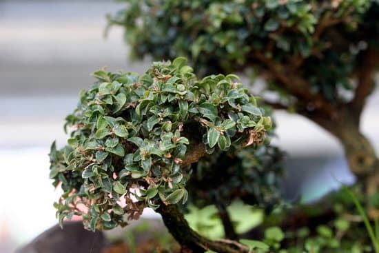 Cosa Significa Regalare Bonsai 17 Scopri il significato di regalare bonsai: un gesto di crescita e cura