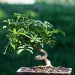 Come Potare Rosmarino Bonsai Guida dettagliata su come potare rosmarino bonsai per una crescita ottimale