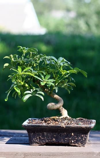 Guida dettagliata su come potare rosmarino bonsai per una crescita ottimale