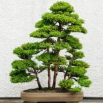 Come Usare Lo Sfagno Per Bonsai Guida definitiva su come usare lo sfagno per bonsai: consigli, istruzioni e passaggi chiave