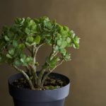 Come Curare Bonsai Ficus Retusa Scopri i segreti per curare al meglio il tuo bonsai ficus retusa con consigli esperti