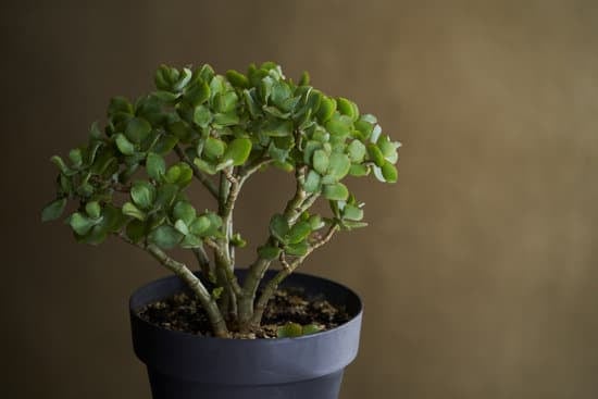 Come Curare Bonsai Ficus Retusa 1 Scopri i segreti per curare al meglio il tuo bonsai ficus retusa con consigli esperti