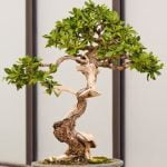 Scopri quante foglie ha un piccolo bonsai con questi utili consigli di cura