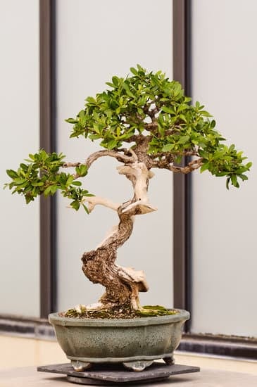Scopri quante foglie ha un piccolo bonsai con questi utili consigli di cura