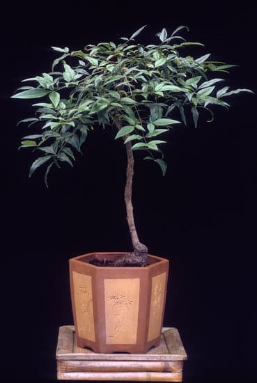 Come Fare Le Bonsai 1 Guida pratica su come fare le bonsai: consigli, strumenti e tecniche per principianti e esperti