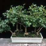 Come Fare Un Bonsai Di Albicocco Guida dettagliata su come fare un bonsai di albicocco in casa