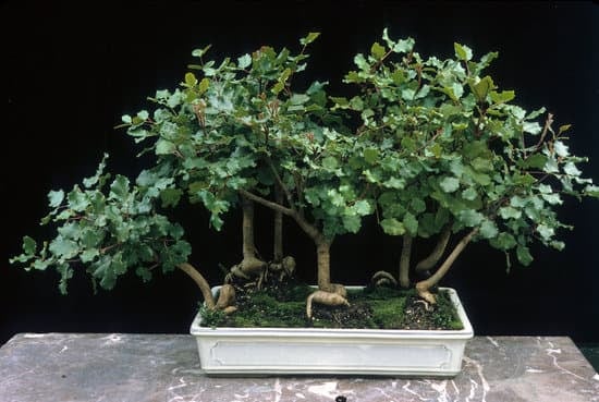 Come Fare Un Bonsai Di Albicocco 1 Guida dettagliata su come fare un bonsai di albicocco in casa