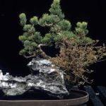 Come Curare Un Bonsai Di Quercia Come curare un bonsai di quercia: consigli per la potatura e l'irrigazione