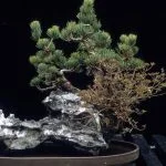Come curare un bonsai di quercia: consigli per la potatura e l'irrigazione