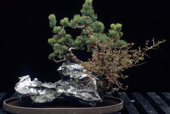 Come Curare Un Bonsai Di Quercia 7 Come curare un bonsai di quercia: consigli per la potatura e l'irrigazione