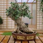 Come Capire Quando Innaffiare Un Bonsai Di Olmo Ecco 1 suggerimento: