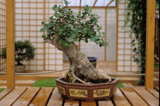 Come Capire Quando Innaffiare Un Bonsai Di Olmo 3 Ecco 1 suggerimento: