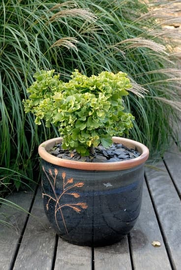 Come Fare Un Bonsai Di Uva 1 Segui le istruzioni dettagliate su come fare un bonsai di uva