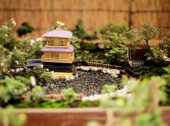 Come si cura bonsai: 10 consigli per mantenere sano il tuo bonsai