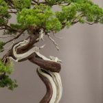 Come Coltivare Bonsai Olivo Guida completa su come coltivare bonsai olivo