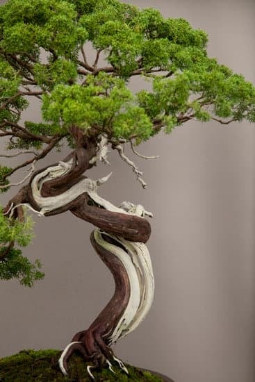 Come Coltivare Bonsai Olivo 1 Guida completa su come coltivare bonsai olivo