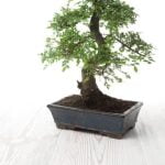Scopri i migliori luoghi dove comprare bonsai a Torino per creare il tuo angolo verde ideale