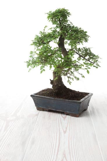 Dove Comprare Bonsai a Torino 1 Scopri i migliori luoghi dove comprare bonsai a Torino per creare il tuo angolo verde ideale