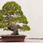 Come Costruire Un Giardino Con Bonsai Guida passo passo su come costruire un giardino con bonsai