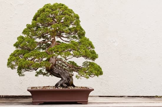Come Costruire Un Giardino Con Bonsai 13 Guida passo passo su come costruire un giardino con bonsai