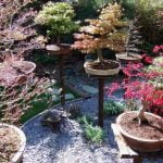 Come Ridurre Foglie Bonsai Fico Potare foglie bonsai fico usando forbici affilate per mantenere l'aspetto del bonsai