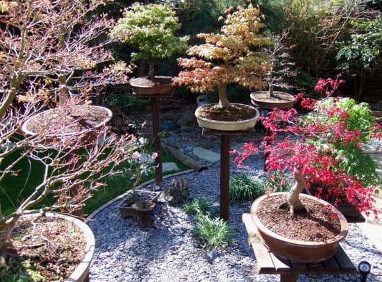 Come Ridurre Foglie Bonsai Fico 1 Potare foglie bonsai fico usando forbici affilate per mantenere l'aspetto del bonsai
