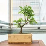 Come E Quando Potare Un Bonsai Ficus Ginseng Suggerimento: Segui le fasi lunari per potare il bonsai ficus ginseng nella stagione primaverile