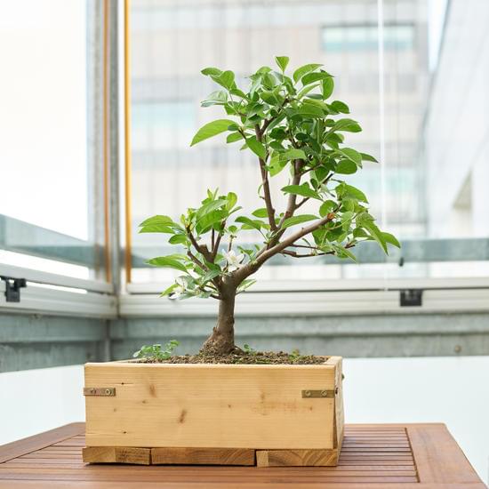 Come E Quando Potare Un Bonsai Ficus Ginseng 3 Suggerimento: Segui le fasi lunari per potare il bonsai ficus ginseng nella stagione primaverile