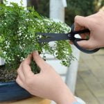 Come Si Rinvasa Il Bonsai Ficus Guida passo passo su come si rinvasa il bonsai ficus