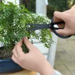 Come Si Rinvasa Il Bonsai Ficus Guida passo passo su come si rinvasa il bonsai ficus